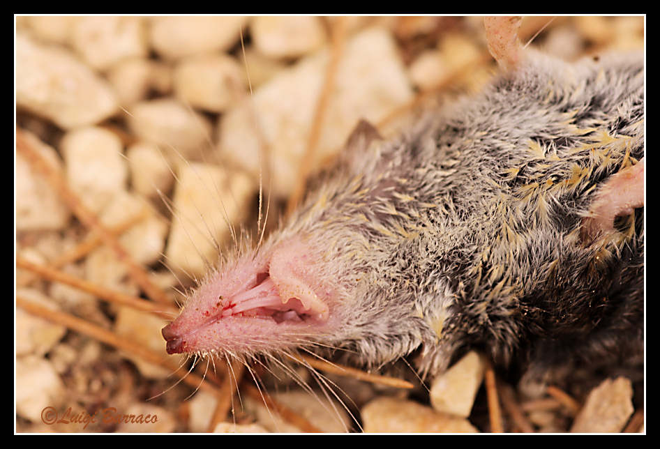 Crocidura sicula