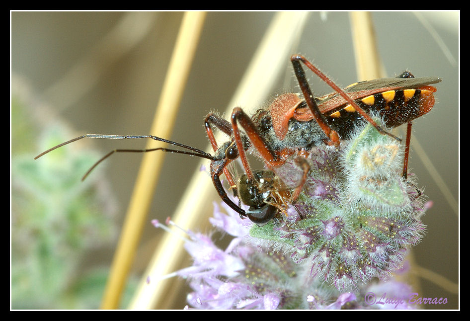 Rhynocoris erythropus: incredibili predatori