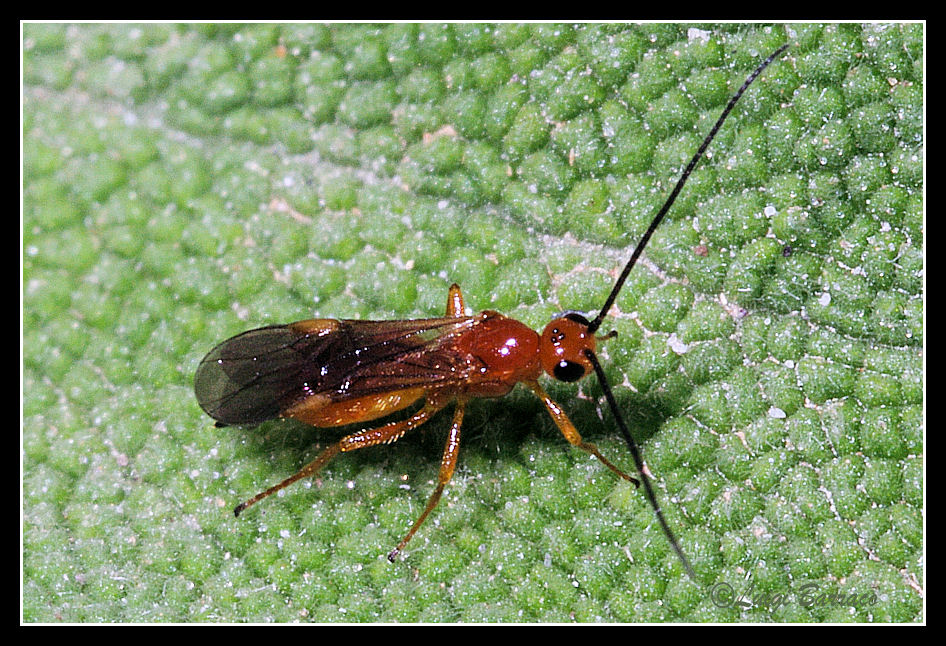Braconidae.