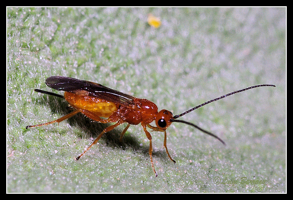 Braconidae.