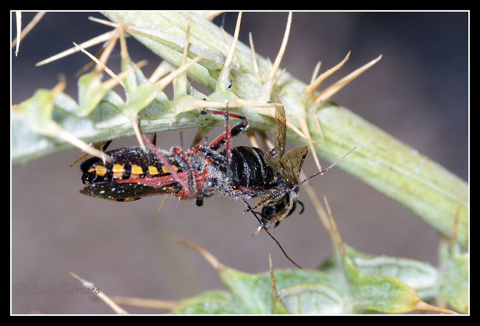 Rhynocoris erythropus: incredibili predatori