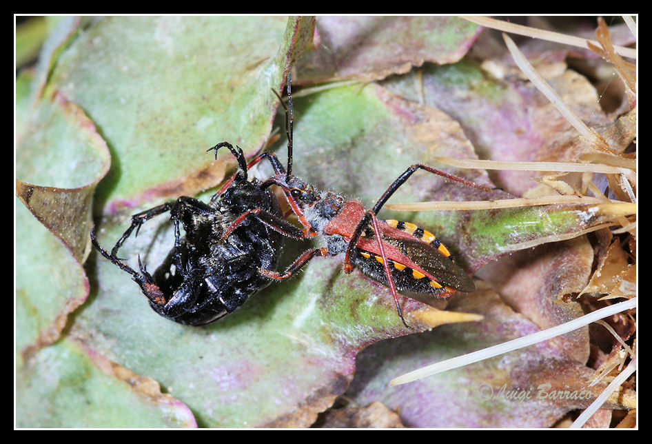 Rhynocoris erythropus: incredibili predatori
