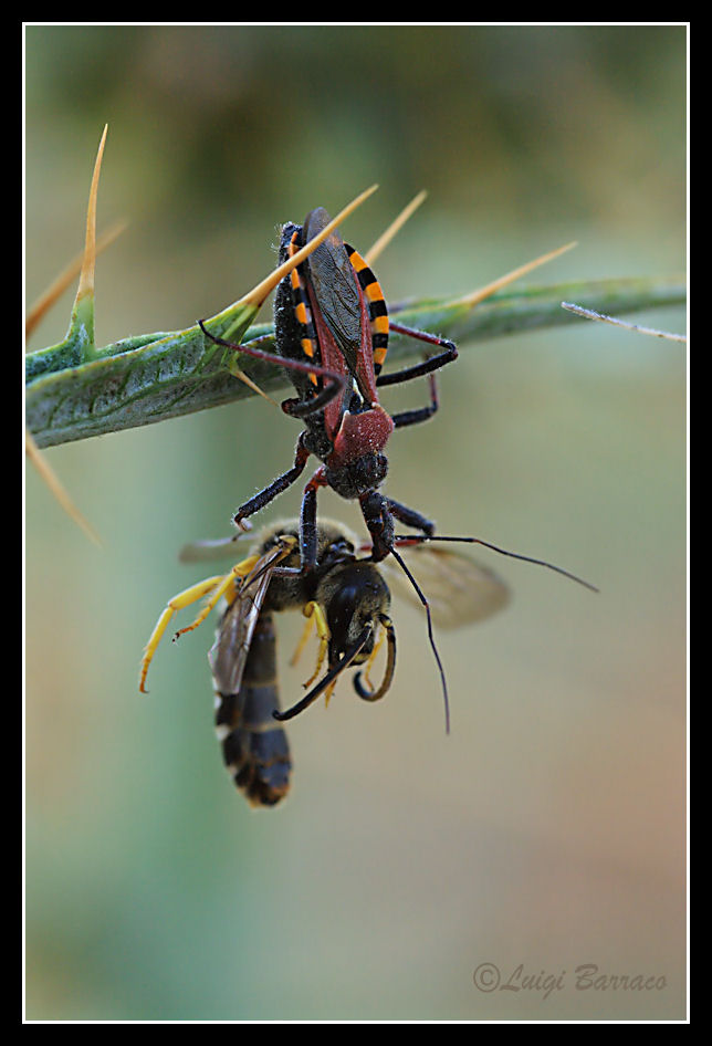 Rhynocoris erythropus: incredibili predatori