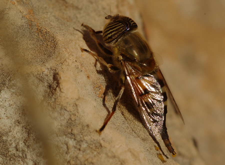 Eristalinus taeniops strano