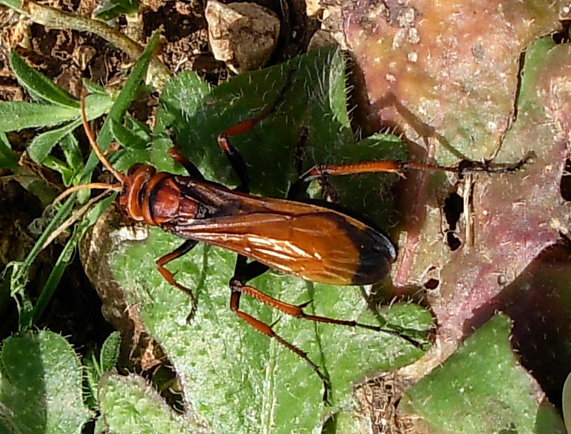 Cryptocheilus discolor (Pompilidae)