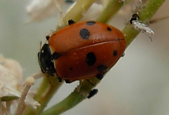 Coccinelle