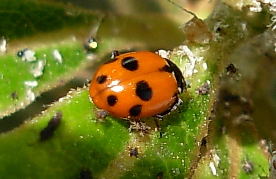 Coccinelle