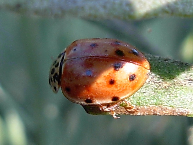 Coccinelle