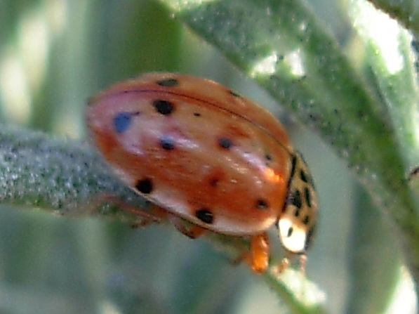 Coccinelle