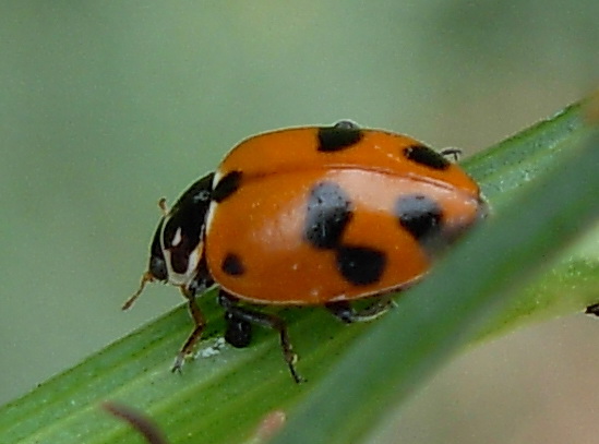 Coccinelle