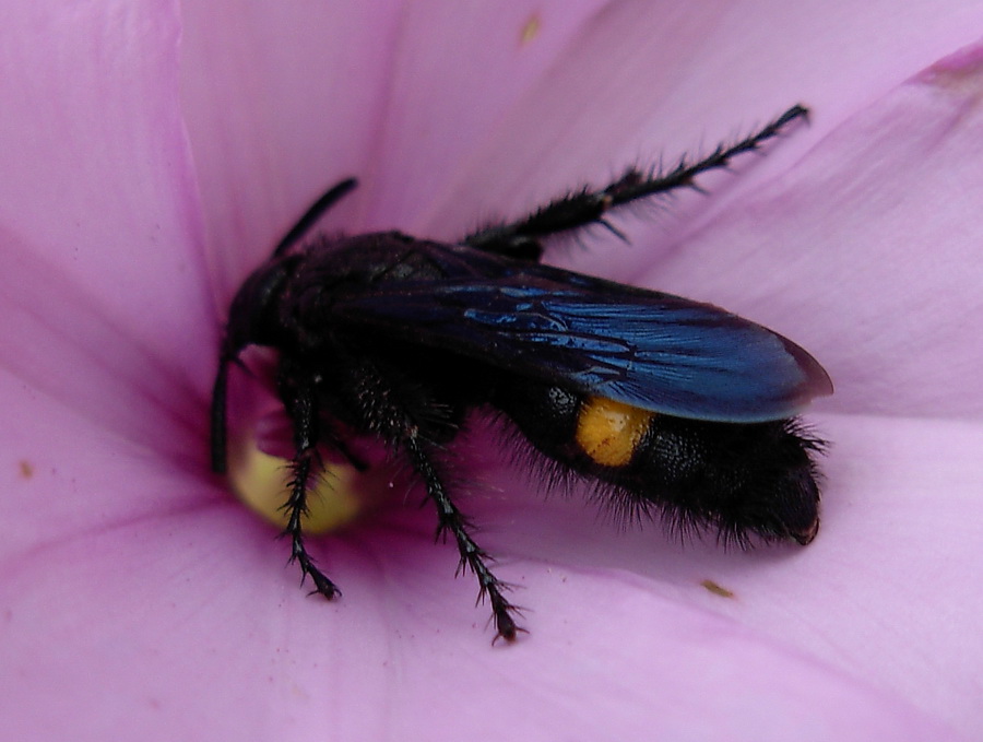 Scoliidae: Megascolia bidens e Scolia sexmaculata