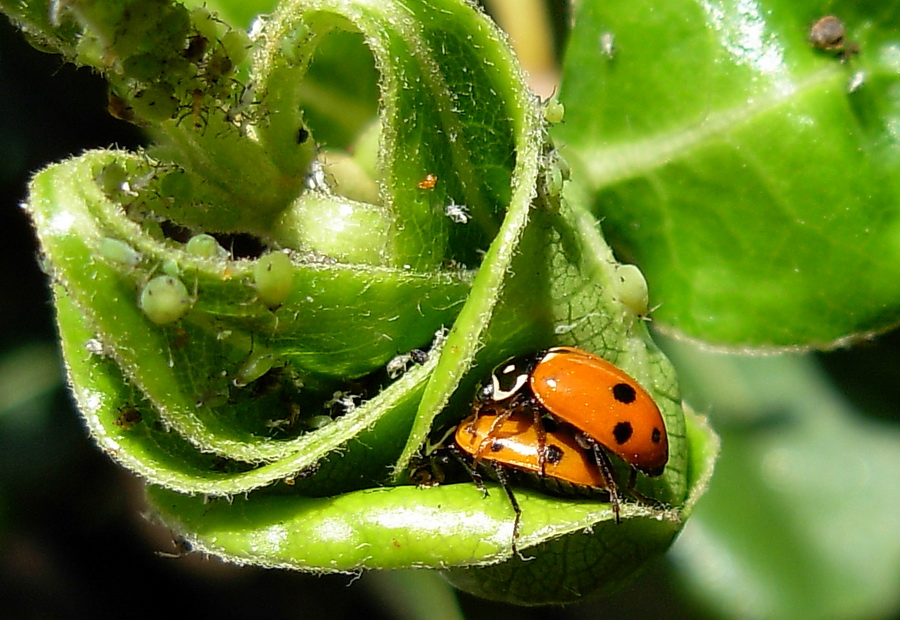 Coccinelle