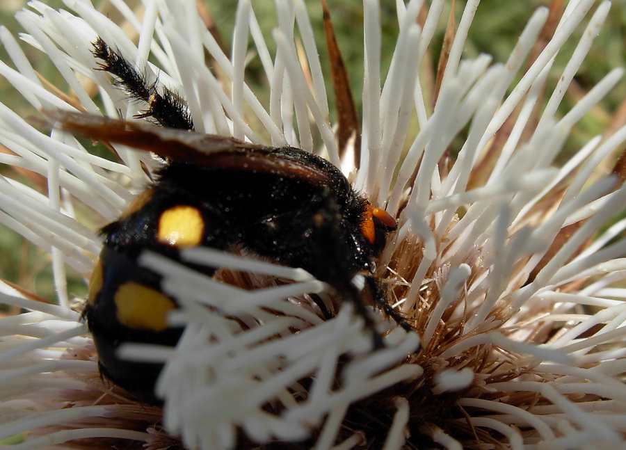 Scoliidae: Megascolia bidens e Scolia sexmaculata