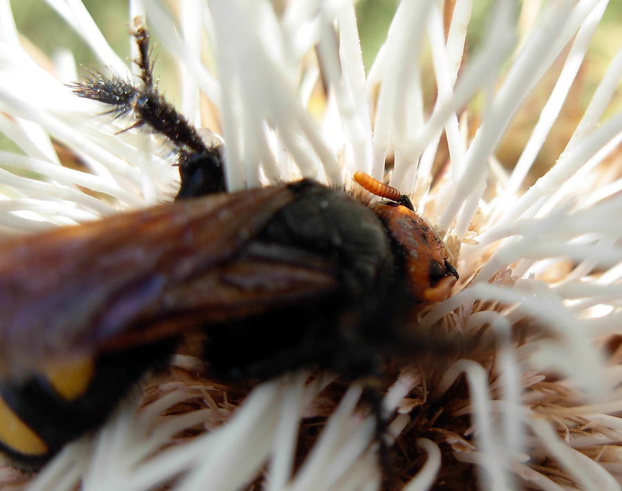 Scoliidae: Megascolia bidens e Scolia sexmaculata