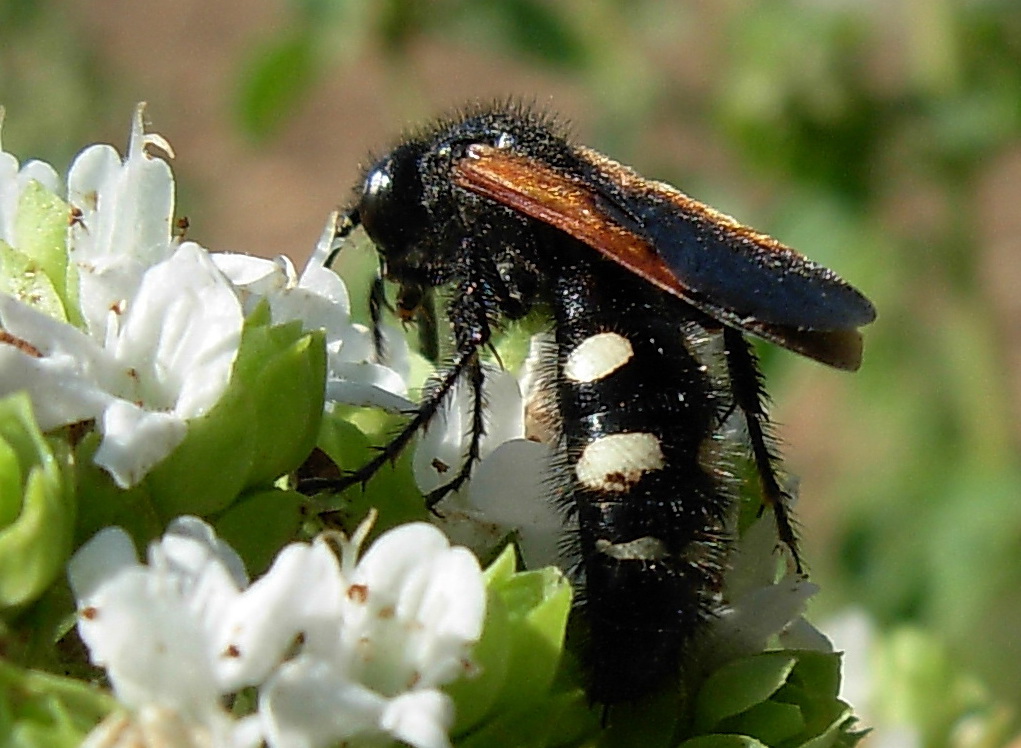 Scoliidae: Megascolia bidens e Scolia sexmaculata