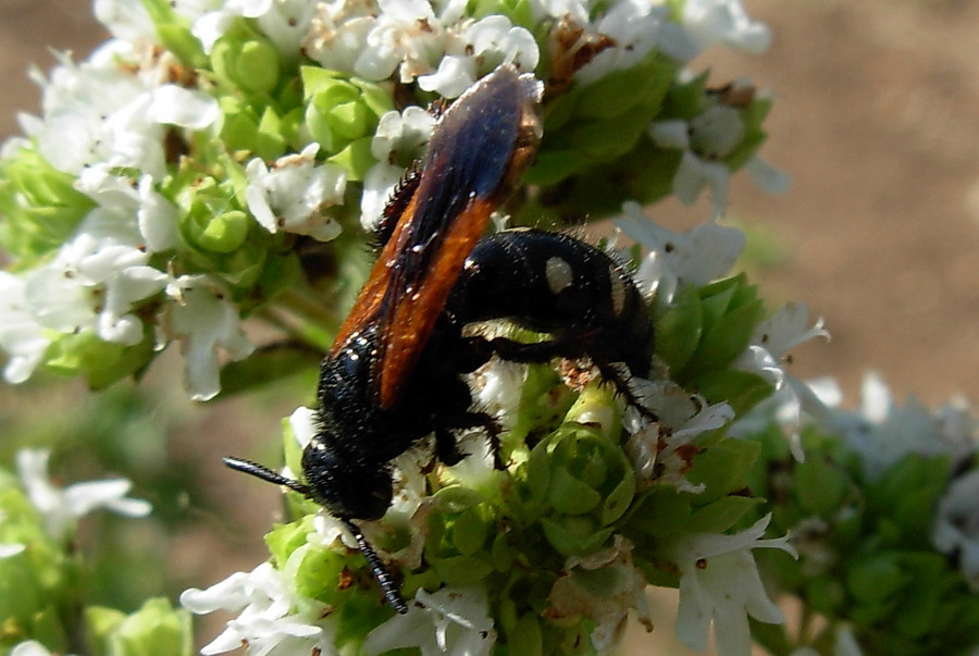 Scoliidae: Megascolia bidens e Scolia sexmaculata