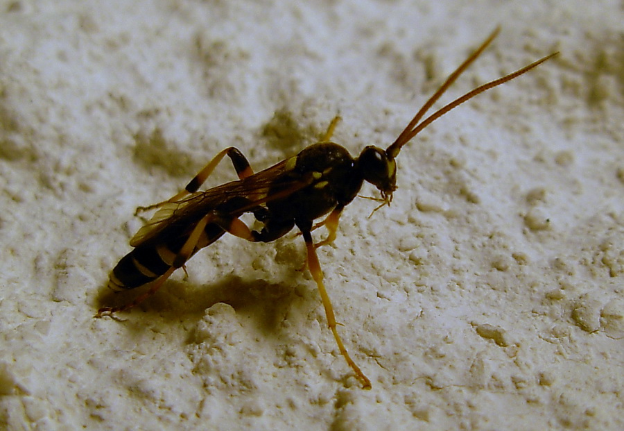 Ichneumon sarcitorius e Amblyteles armatorius