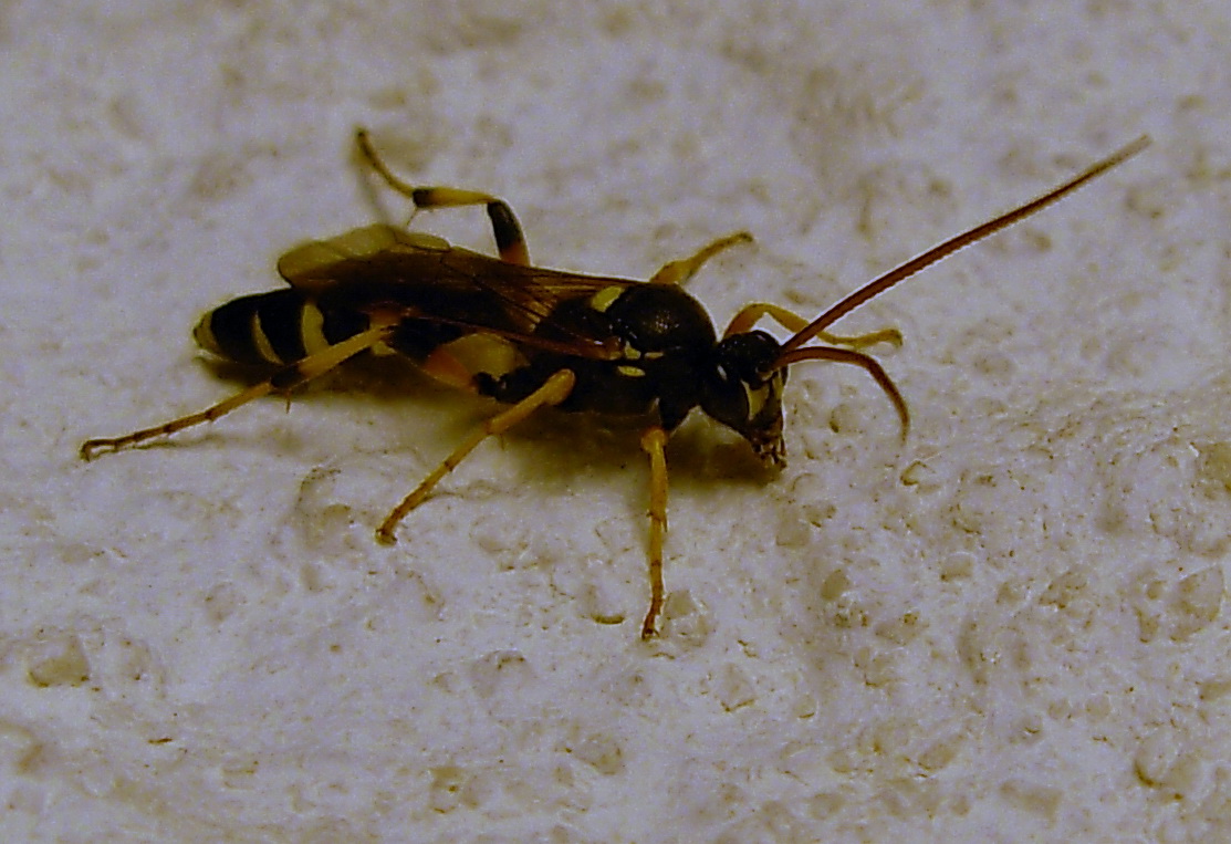 Ichneumon sarcitorius e Amblyteles armatorius