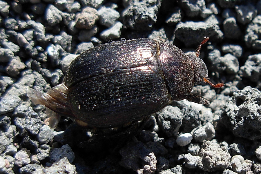 Coleottero vulcanico: Mimela junii miksici (Rutelidae)