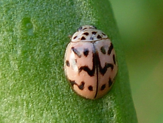 Coccinelle