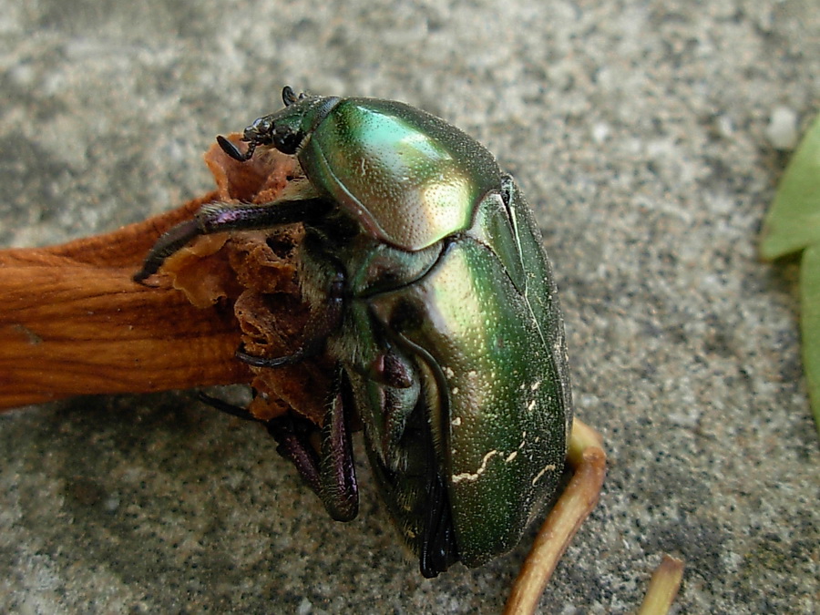 Cetonia aurata sicula