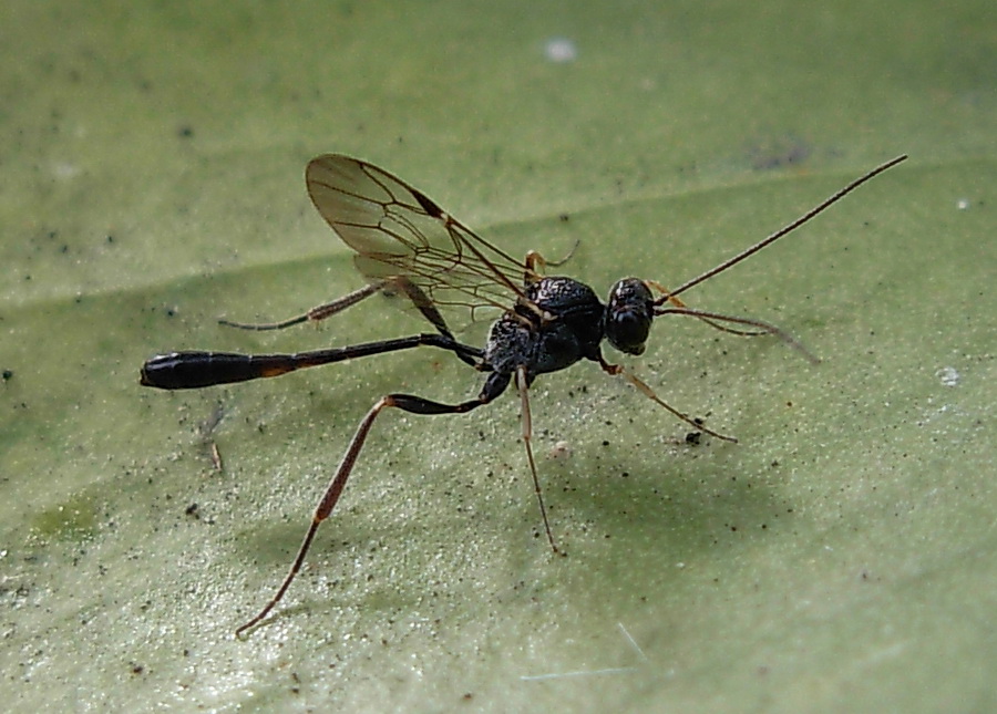 Anomalon cruentatum M (Ichneumonidae)