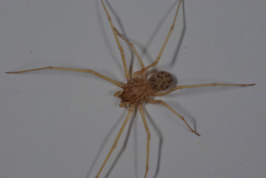 Ragno sputatore: Scytodes sp.