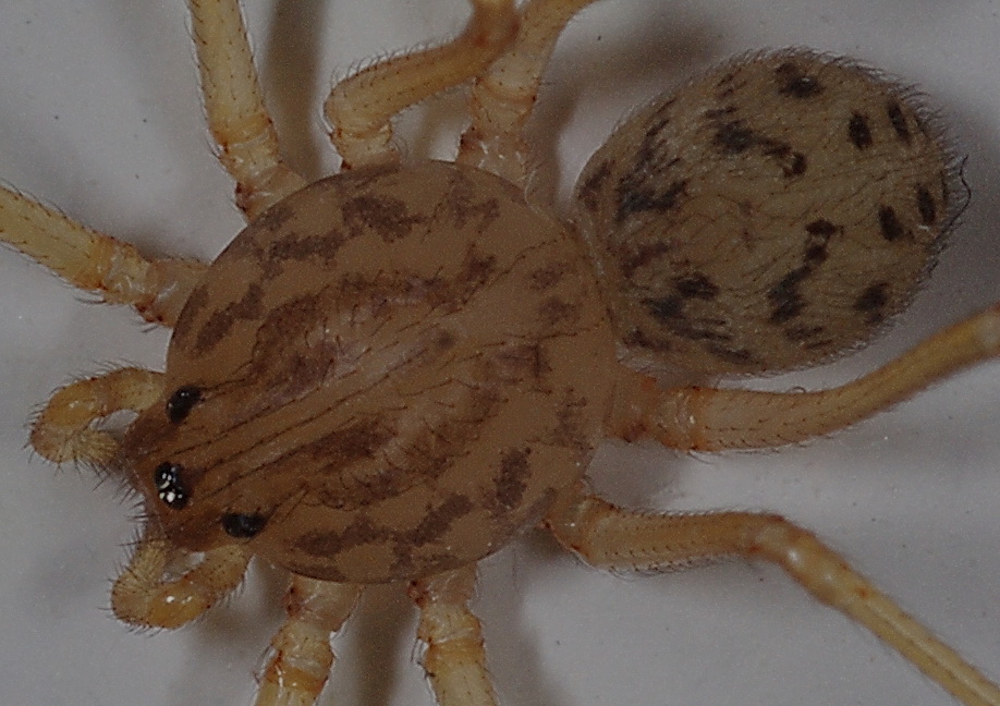 Ragno sputatore: Scytodes sp.