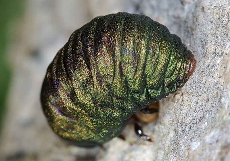 Larva di Timarcha sp. - Chrysomelidae