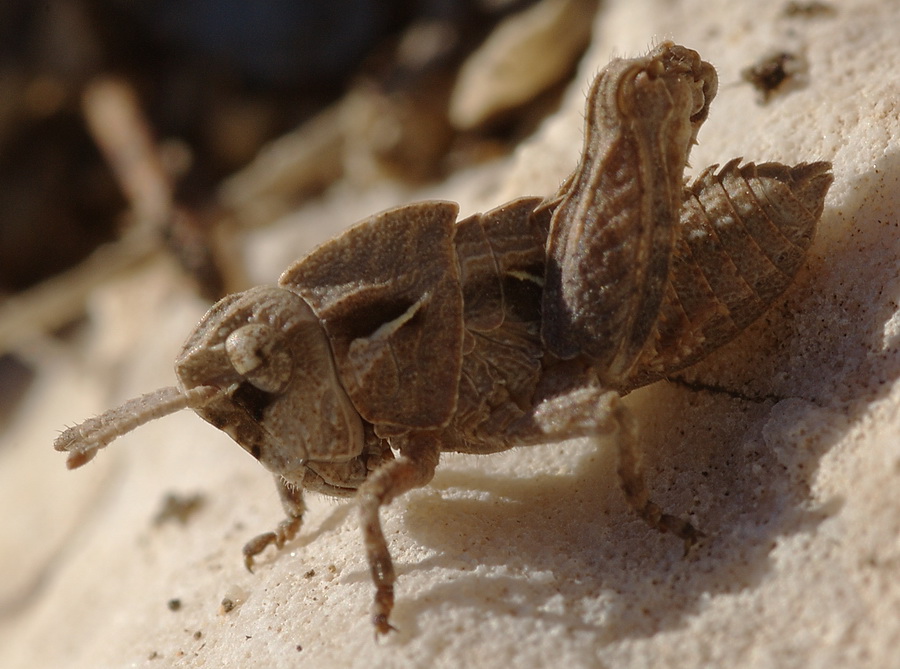 Ocneridia nigropunctata (Pamphagidae)