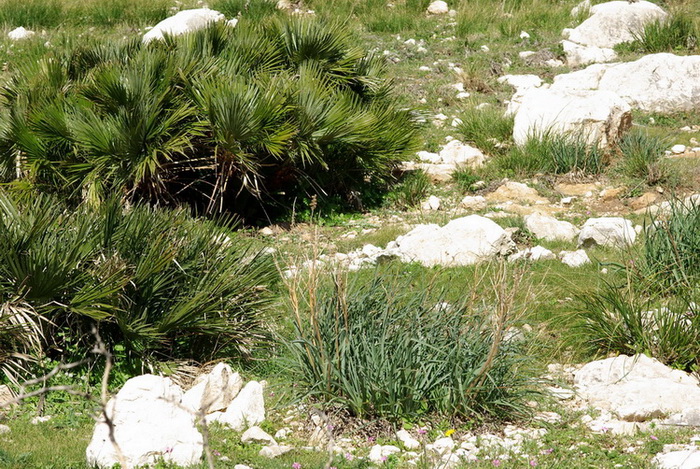 Bestione a Cofano (Nemesia sp.)