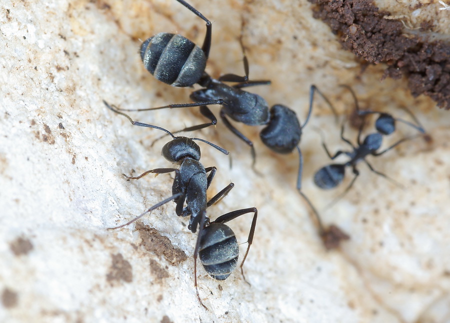 questa non l''avevo mai vista: Camponotus micans (Formicidae)