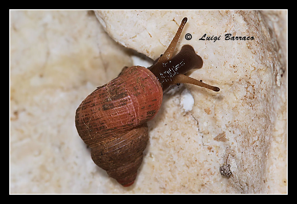 Tudorella multisulcata (Potiez & Michaud, 1838)