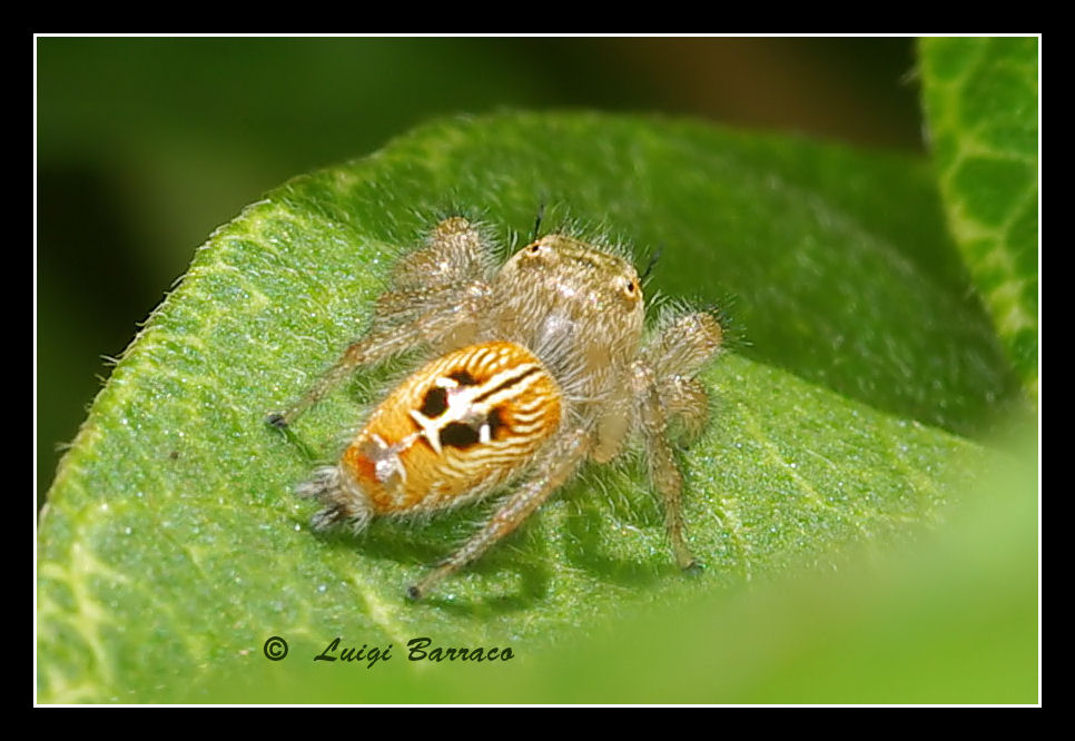 Thyene imperialis