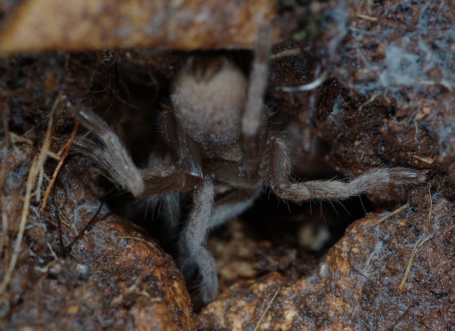 Fuga attraverso il cunicolo: Ischnocolus triangulifer