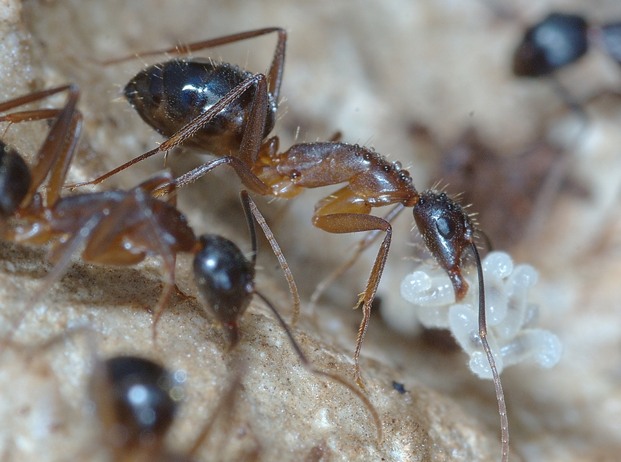 Camponotus cf. barbaricus (Formicidae).