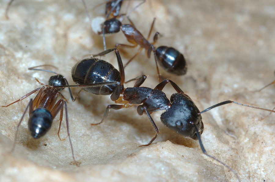 Camponotus cf. barbaricus (Formicidae).