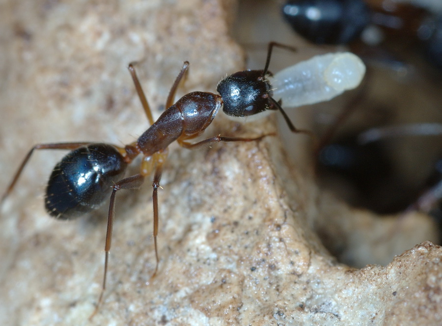 Camponotus cf. barbaricus (Formicidae).
