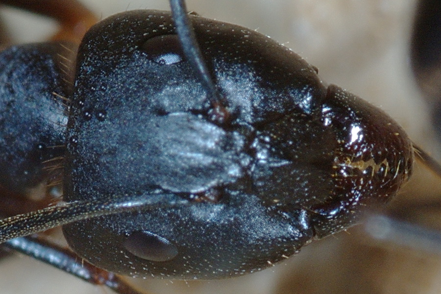 Camponotus cf. barbaricus (Formicidae).