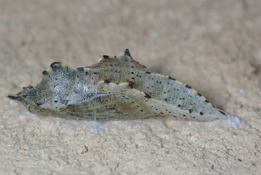 Pupa: Pieris brassicae
