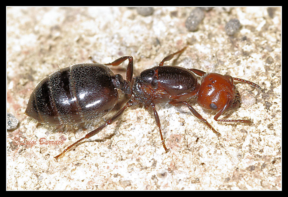 Femmina dealata di Cremogaster scutellaris
