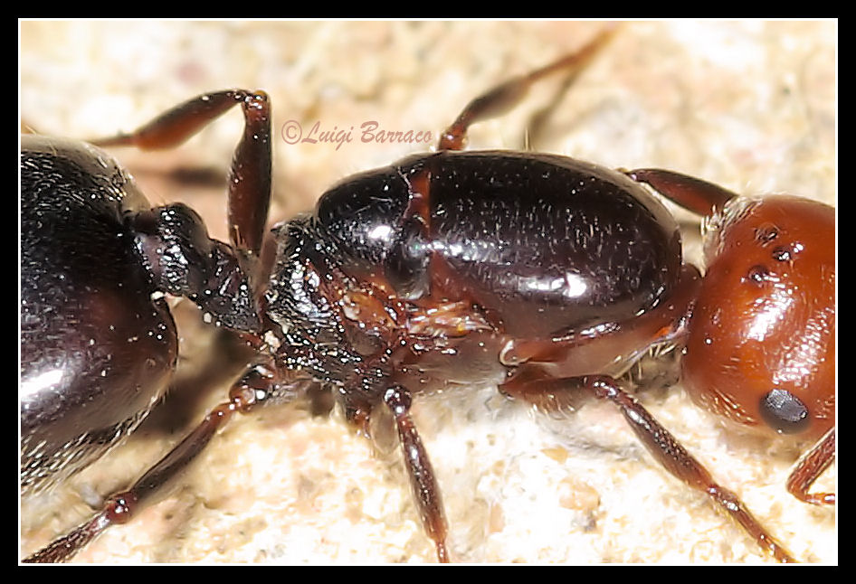Femmina dealata di Cremogaster scutellaris