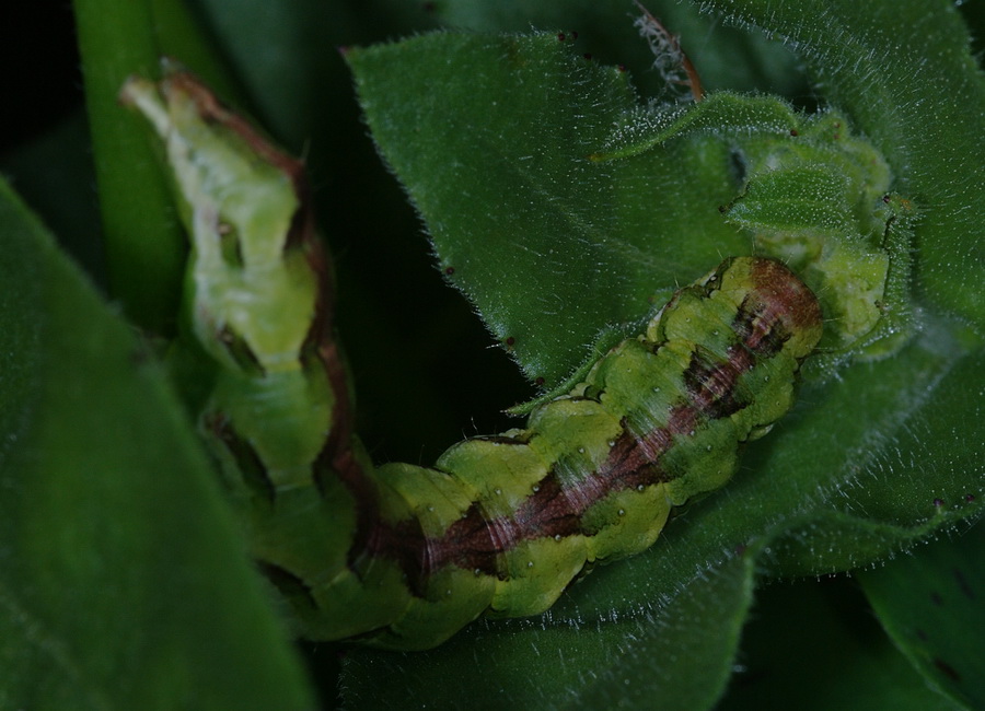 quiz per tutti : bruco di Cucullia calendulae (Noctuidae)
