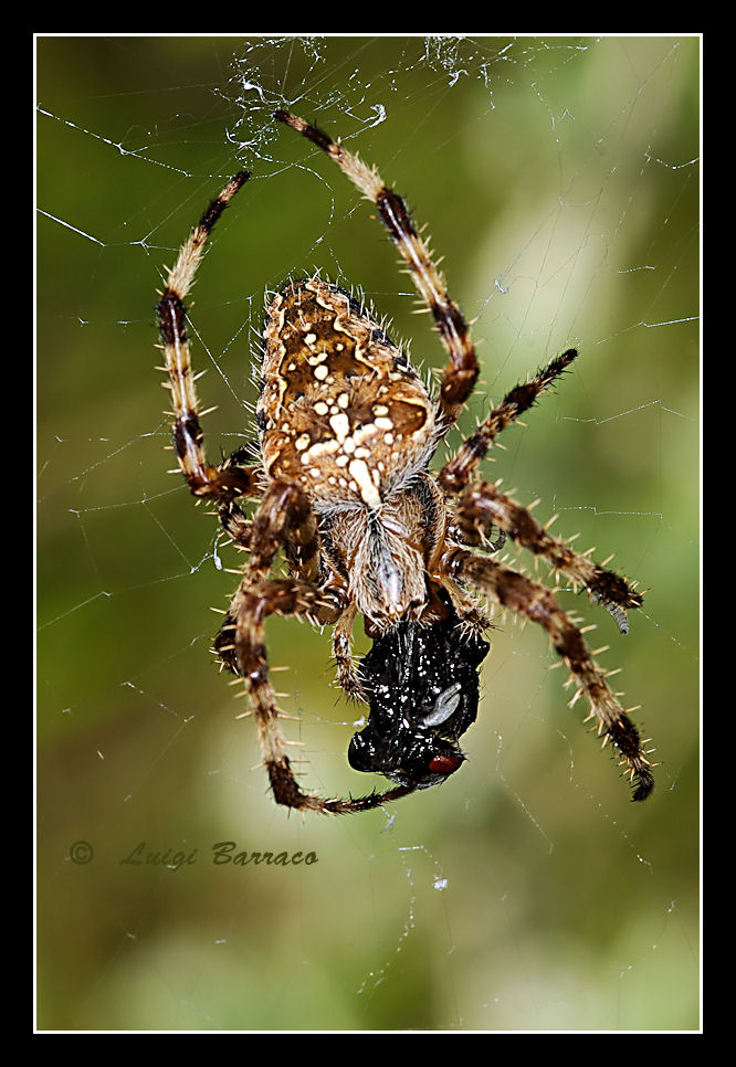 Ragni smagriti: Araneus diadematus e L. tredecimguttatus