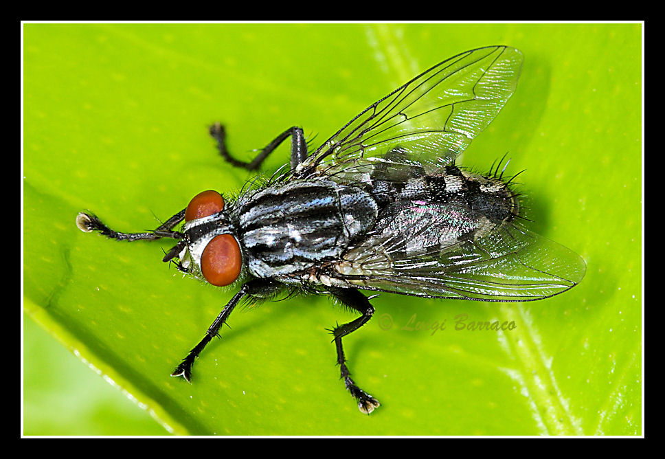 Sarcophaga sp