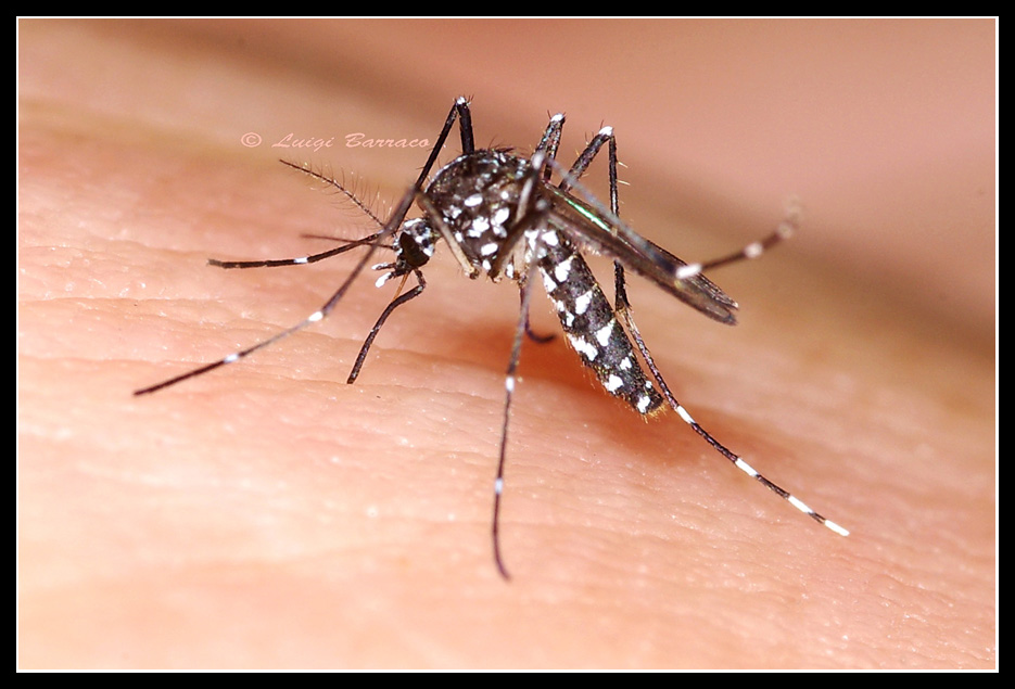L''assalto della tigre: Aedes albopictus