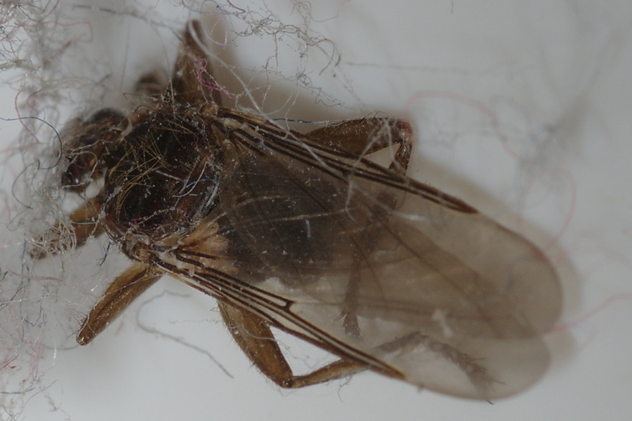 Mosca... di che tipo?