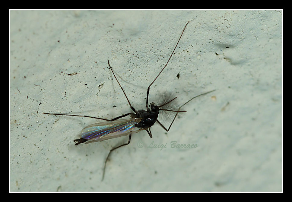 Chironomide.