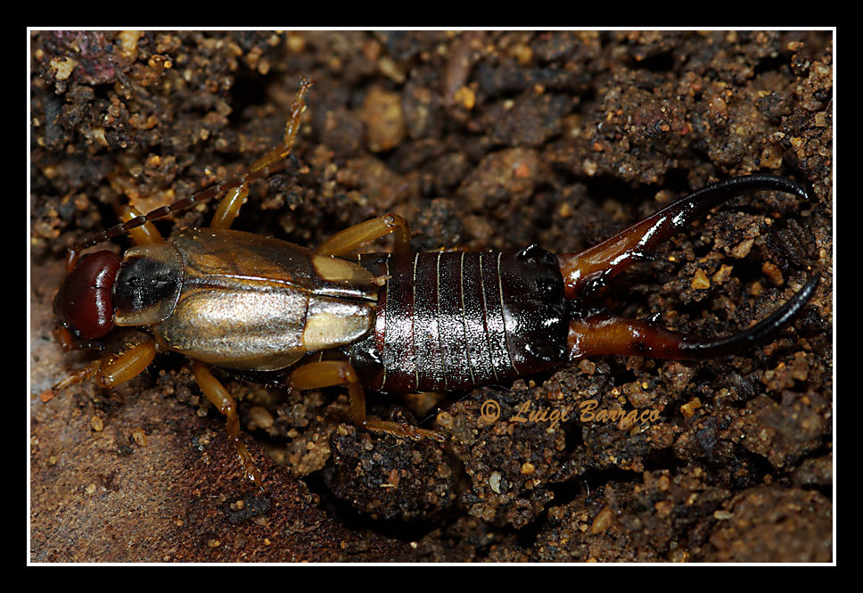 Quiz, facile (Forficula auricularia maschio macrolabia)