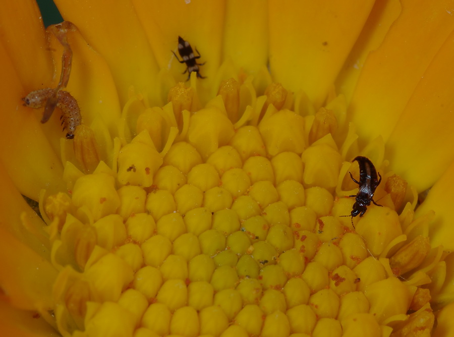 Ristorante La Calendula (Thysanoptera e altri)